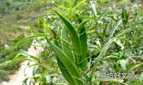为什么立春要多吃蔬菜水果