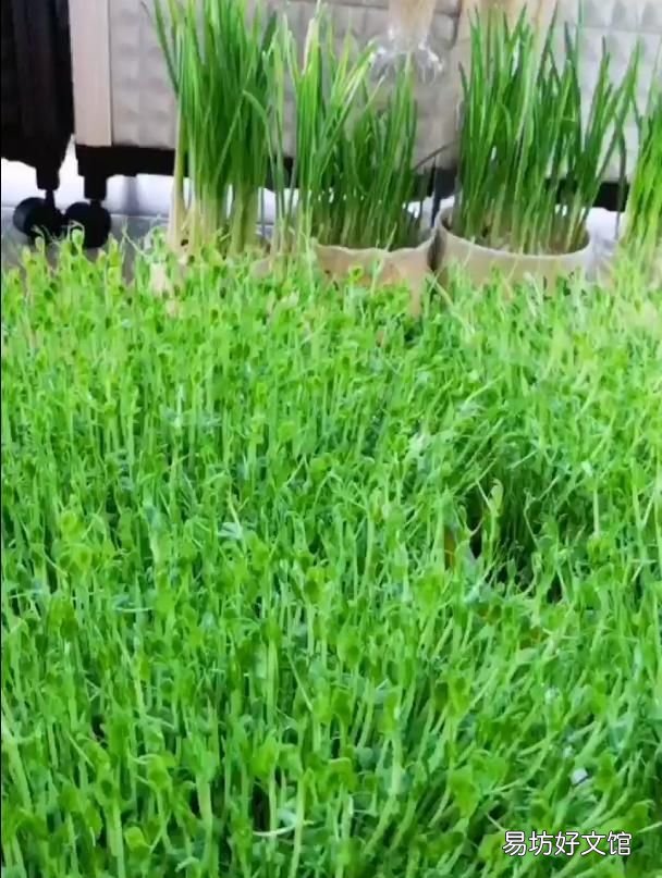 鲜豌豆可以做豌豆苗吗