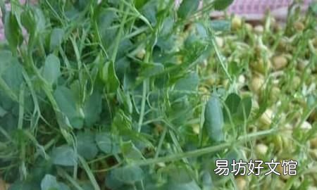 鲜豌豆可以做豌豆苗吗