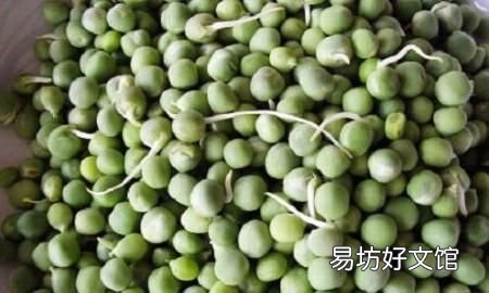 鲜豌豆可以做豌豆苗吗