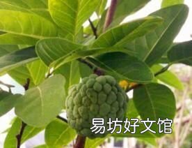 释迦果的种植方法和技术 释迦果树苗怎么种植