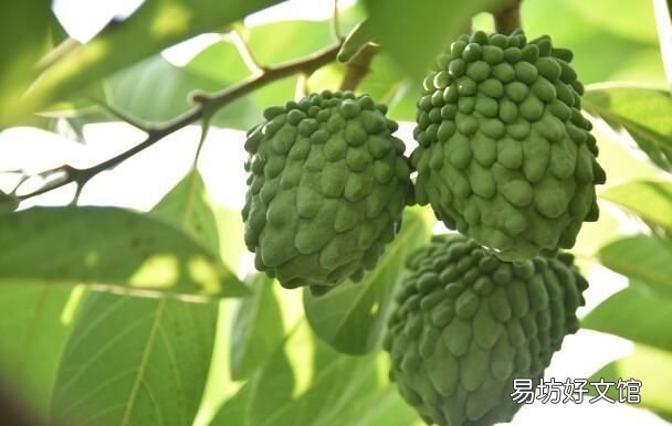 释迦果的种植方法和技术 释迦果树苗怎么种植