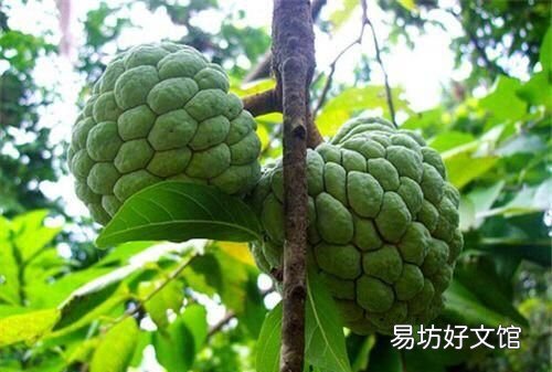 释迦果的种植方法和技术 释迦果树苗怎么种植