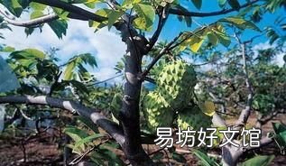 释迦果的种植方法和技术 释迦果树苗怎么种植