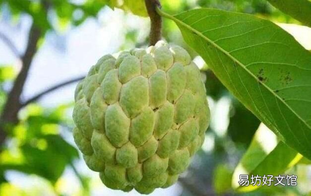 释迦果的种植方法和技术 释迦果树苗怎么种植