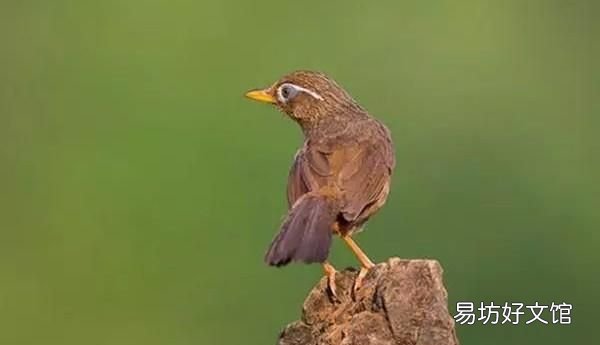 怎样才看出画眉鸟是最好的 哪的画眉鸟好