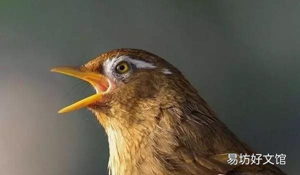 怎样才看出画眉鸟是最好的 哪的画眉鸟好