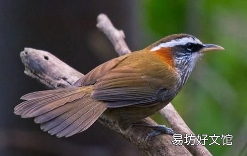 怎样才看出画眉鸟是最好的 哪的画眉鸟好