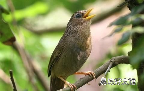 怎样才看出画眉鸟是最好的 哪的画眉鸟好