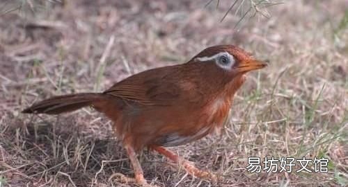 怎样才看出画眉鸟是最好的 哪的画眉鸟好