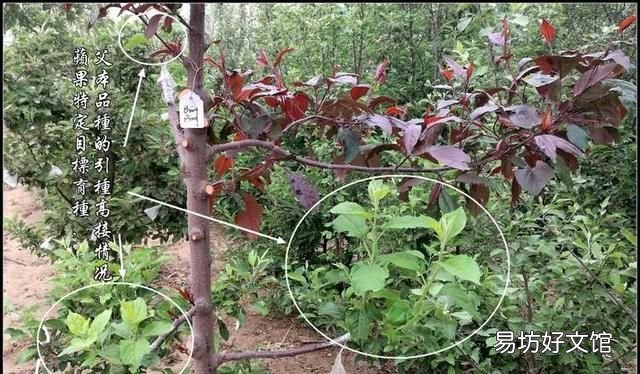 苹果和榴莲杂交出来的水果 有什么水果是杂交出来的呢