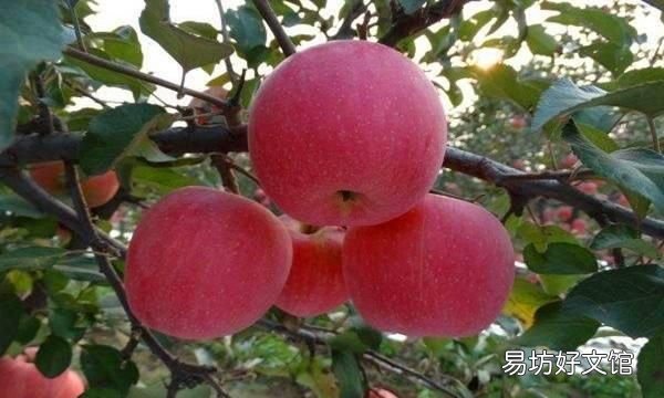 苹果和榴莲杂交出来的水果 有什么水果是杂交出来的呢