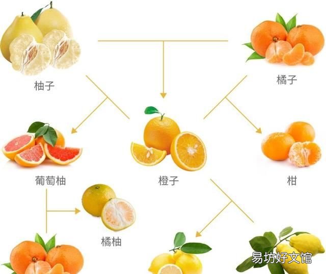 苹果和榴莲杂交出来的水果 有什么水果是杂交出来的呢