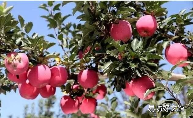 苹果和榴莲杂交出来的水果 有什么水果是杂交出来的呢