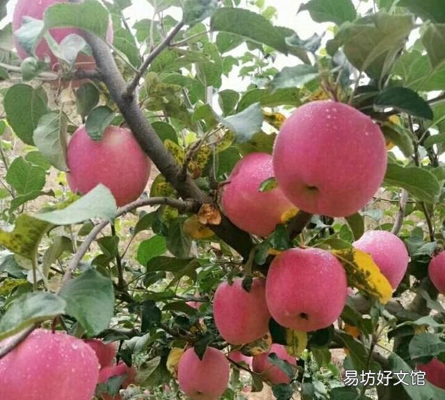 苹果和榴莲杂交出来的水果 有什么水果是杂交出来的呢