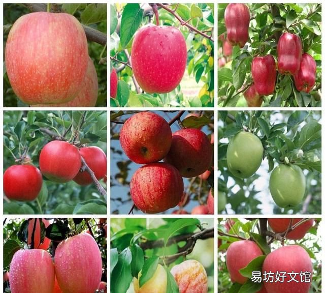 苹果和榴莲杂交出来的水果 有什么水果是杂交出来的呢