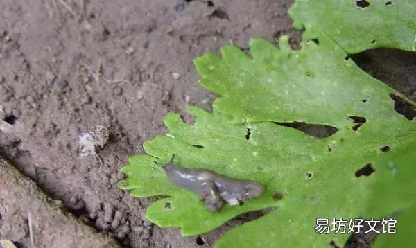 没壳蜗牛叫什么名字