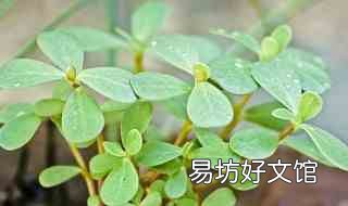 马齿苋什么时候播种 马齿苋栽种时间
