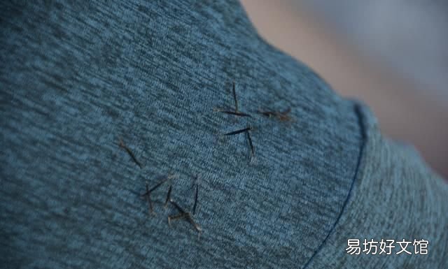 鬼针草粘衣服怎么去除,百度知道