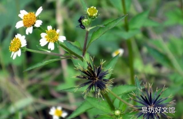 鬼针草粘衣服怎么去除,百度知道