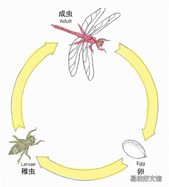 小时候农村常见的蜻蜓,现如今为何消失了呢