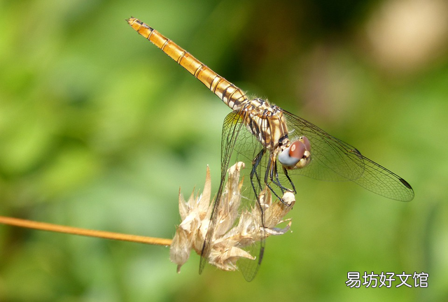 小时候农村常见的蜻蜓,现如今为何消失了呢