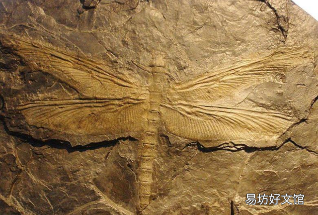 小时候农村常见的蜻蜓,现如今为何消失了呢