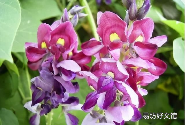 喝什么能快速解酒蜂蜜浓茶,喝蜂蜜和浓茶可以快速解酒吗