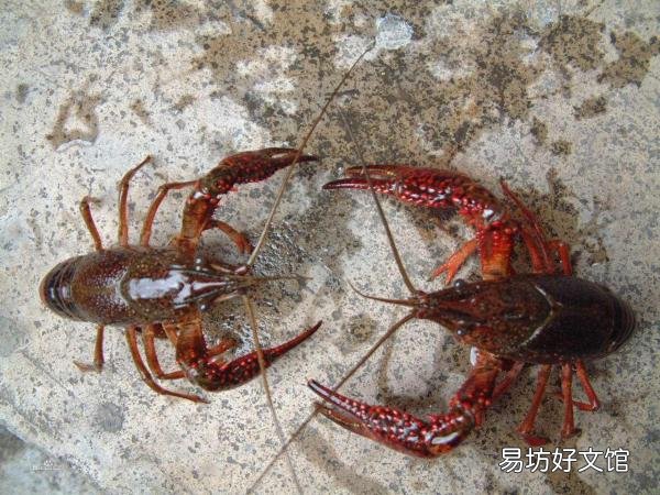 20种让人欲罢不能的美食小吃 东北最火的小吃都有些什么