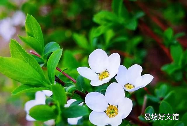 为什么有人说艾草是女人的保护草呢