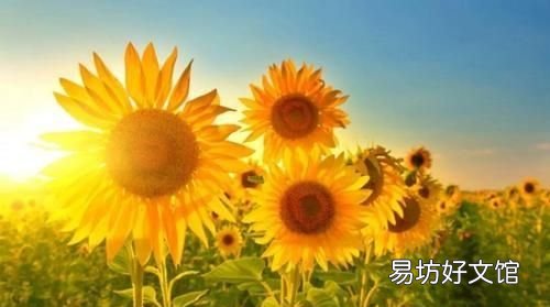 如何活下去文案 如何活下去