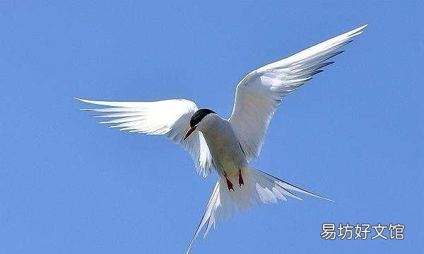 鸟成群迁徙纽约堵车 鸟为什么成群迁徙