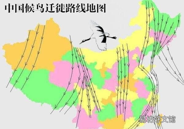 鸟成群迁徙纽约堵车 鸟为什么成群迁徙