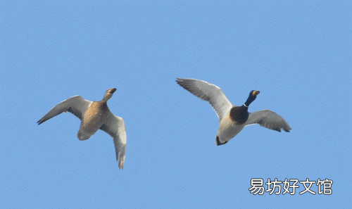 鸟成群迁徙纽约堵车 鸟为什么成群迁徙