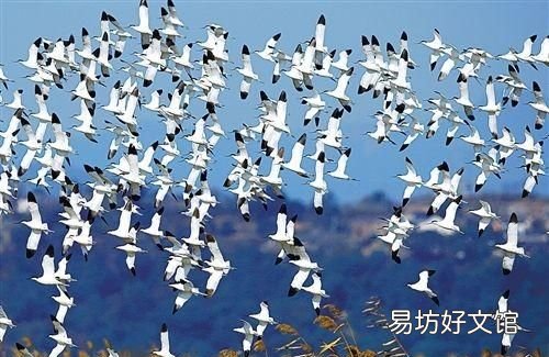 鸟成群迁徙纽约堵车 鸟为什么成群迁徙