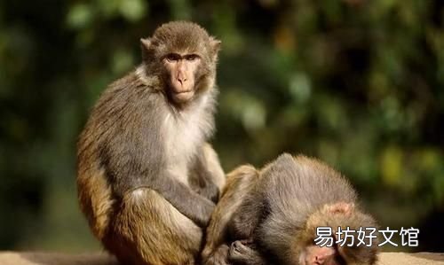 农村俗语说“打狗还得看主人”,又说“杀鸡给猴看”到底听哪个