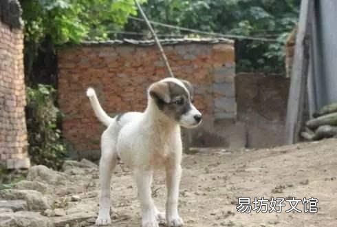 农村俗语说“打狗还得看主人”,又说“杀鸡给猴看”到底听哪个