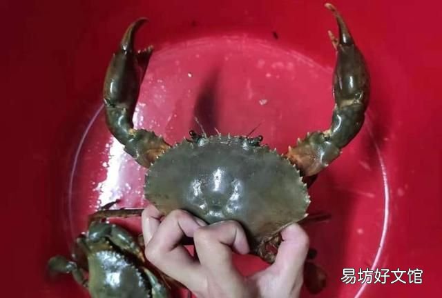 死蟹不能吃科普,死蟹到底能不能吃上热搜网友吵翻