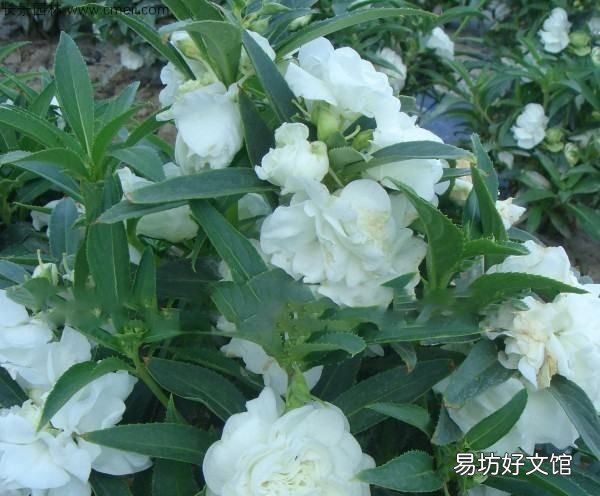 用来染指甲的花叫什么名字,染指甲的花叫什么名字有什么功能