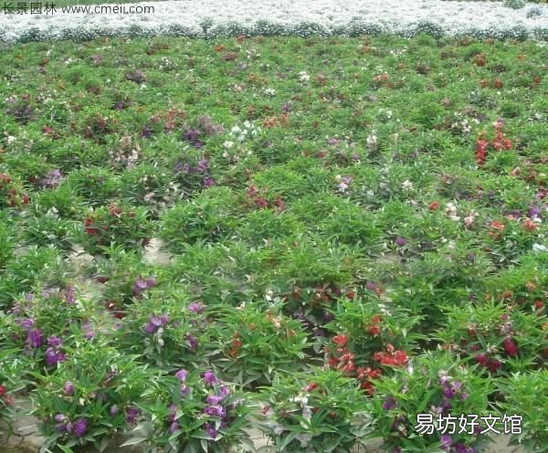 用来染指甲的花叫什么名字,染指甲的花叫什么名字有什么功能