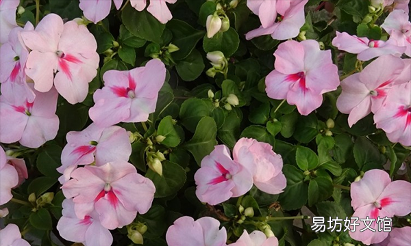 用来染指甲的花叫什么名字,染指甲的花叫什么名字有什么功能