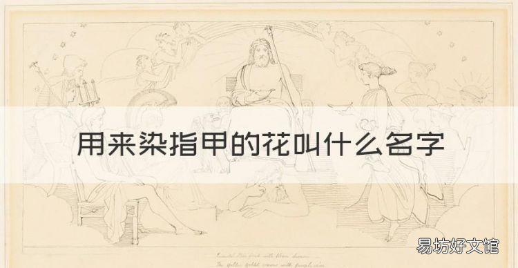 用来染指甲的花叫什么名字,染指甲的花叫什么名字有什么功能
