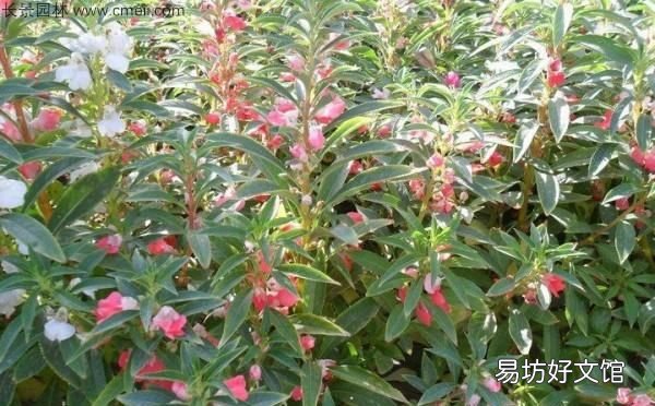 用来染指甲的花叫什么名字,染指甲的花叫什么名字有什么功能