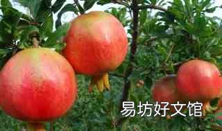 石榴能不能和鱼一起吃 石榴和鱼能一起吃吗