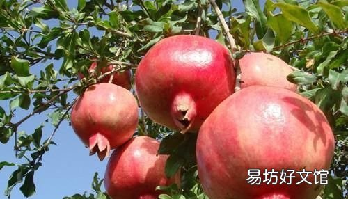 水果石榴的好处,水果石榴对身体有什么好处