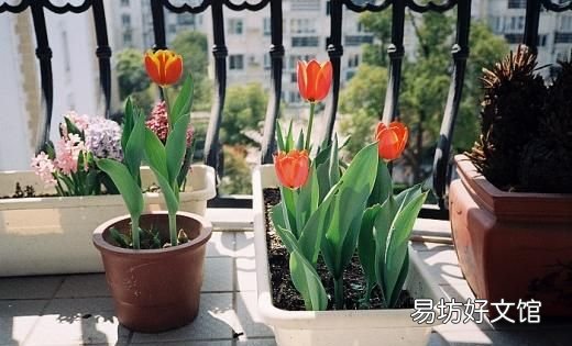 郁金香,郁金香钩织教程