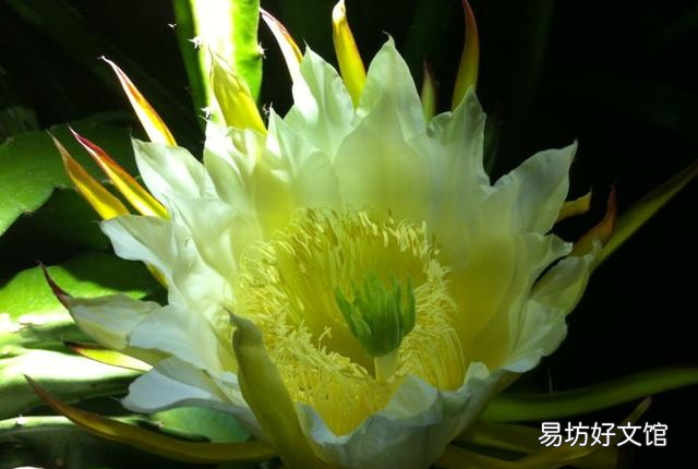 仙人掌果和火龙果营养价值相同吗 为什么火龙果长在仙人掌上