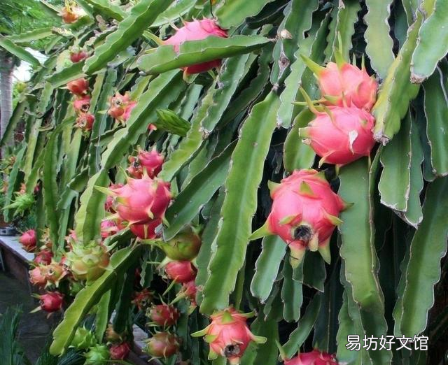 仙人掌果和火龙果营养价值相同吗 为什么火龙果长在仙人掌上