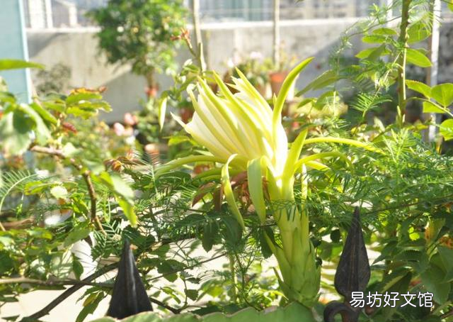 仙人掌果和火龙果营养价值相同吗 为什么火龙果长在仙人掌上