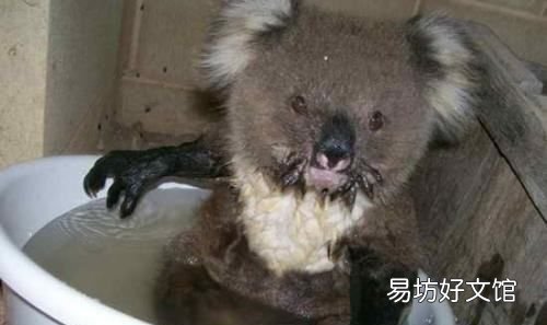 猫咪有指纹，猫为什么会缩成一团